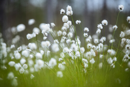  Cotton Grass in the Breeze