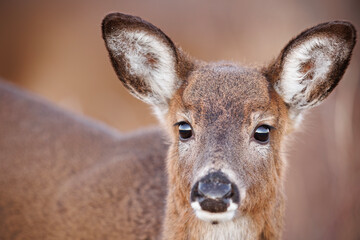 Cute White-tailed Deer