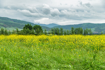 Yellow rapeseed field against a backdrop of green mountains and stormy gray sky with copy space.