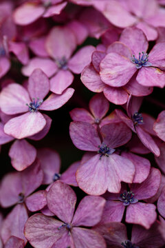 close up images of hydrangea blooms