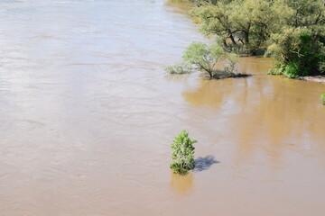 muddy flood with trees
