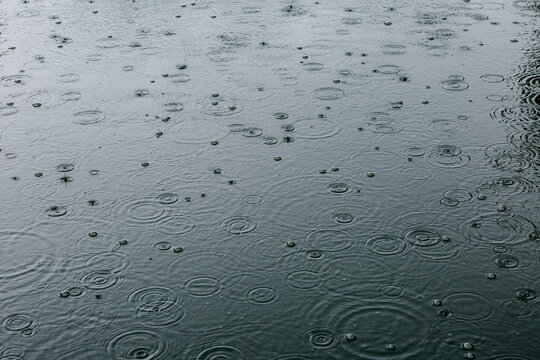 Small ripples of raindrops falling on a pond.