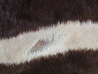 close up of a zebra fur coat