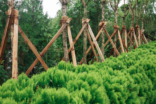 Close-up of trees with supports installed.