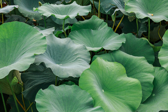 Lotus leaves growing in a pond.