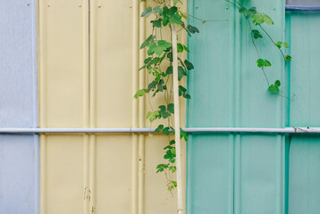 Yellow and mint painted steel wall and green vines.