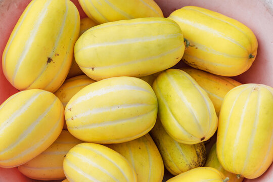 Korean melon just harvested.