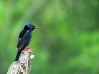 Blue Honeycreeper 