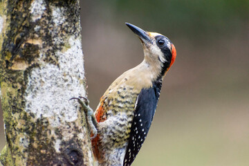 Woodpecker