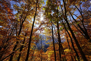 Fototapeta premium 紅葉した森