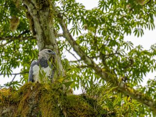 Harpy Eagle