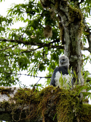 Harpy Eagle