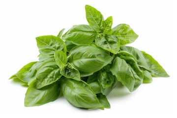 Fototapeta premium Fresh basil leaves with vibrant green color isolated on white background