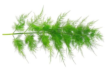 Fototapeta premium Fresh fennel fronds with feathery green leaves isolated on white background