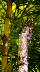 Urutau Tropical Bird