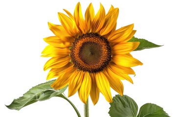 Obraz premium Single sunflower with a bright yellow bloom isolated on white background