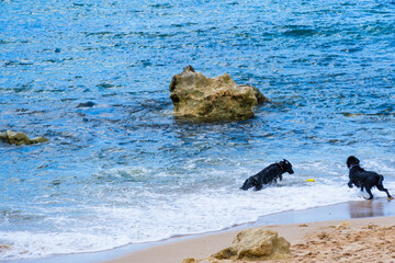 Dogs playing on the beach. Entering the sea to get the toys. Wet dog. Sunny day