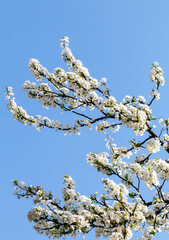 Blooming apple tree branches in Belgrade