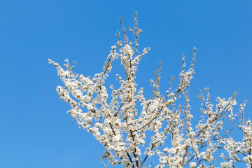 Blooming apple tree branches in Belgrade