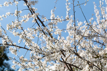 Blooming apple tree branches in Belgrade