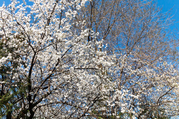 Blooming apple tree branches in Belgrade