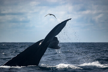 Obraz premium Humpback whale tail