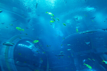 Scene depicting a variety of fishes swimming in a large blue-lit aquarium, showcasing marine biodiversity