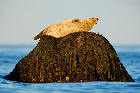 Yawning Harbor Seal