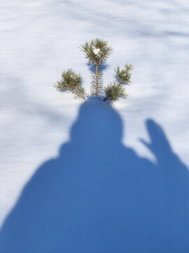 Shadow snowy queen 