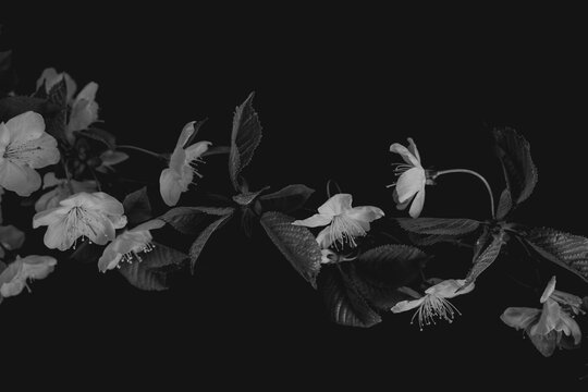 Blossom