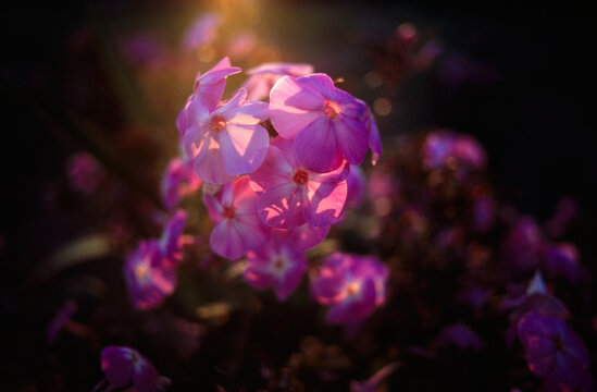 Summer nature flowers garden landscape