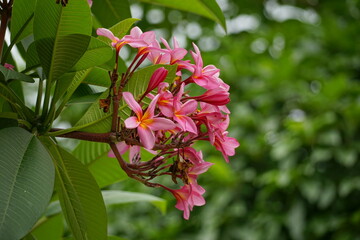 Close-up of Plumeria rubra flowers blooming in summer