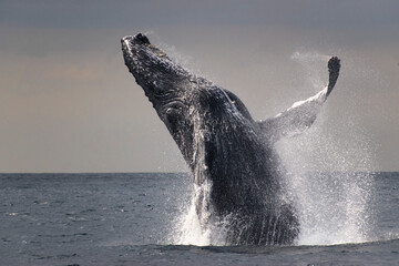 Humpback whale breaching in sunset © estebanduquem