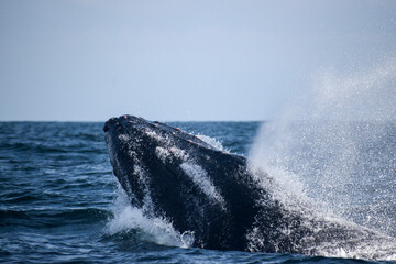Humpback whale breaching