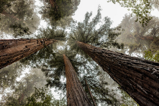 Redwood Ceiling