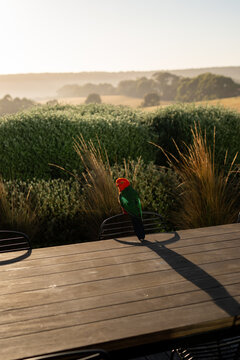 A male Australian king parrot on a chair