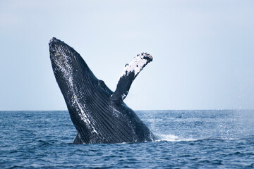 Naklejka premium Humpback whale breaching