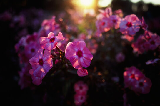 Summer nature flowers garden landscape