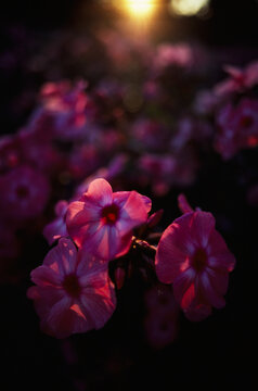 Summer nature flowers garden landscape