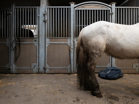 horse in stable