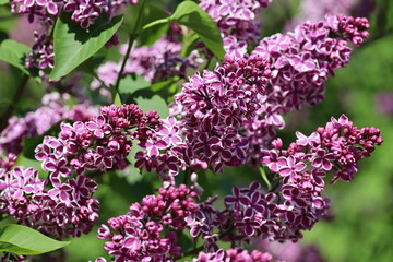 Lilac flowers on a bush. Spring blossom and green leaves