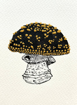 Mushroom Amanita Excelsa drawing