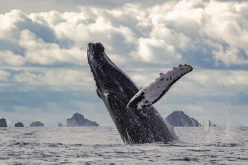 Humpback whale breaching
