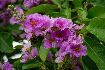 Close-up of purple Lagerstroemia speciosa flower blooming in summer
