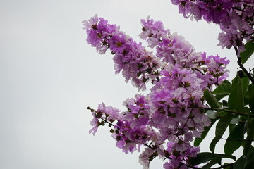 Close-up of purple Lagerstroemia speciosa flower blooming in summer