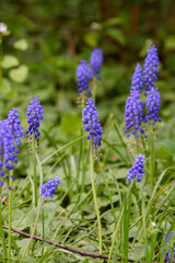Fototapeta premium flowers in the garden