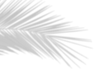 Natural shadow of palm leaf on transparent background. Tropical coconut palm leaves shadow overlay...
