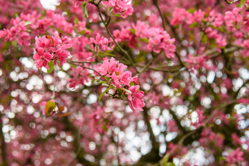 pink blossom