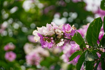 Close-up of purple Lagerstroemia speciosa flower blooming in summer
