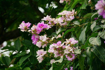 Close-up of purple Lagerstroemia speciosa flower blooming in summer
